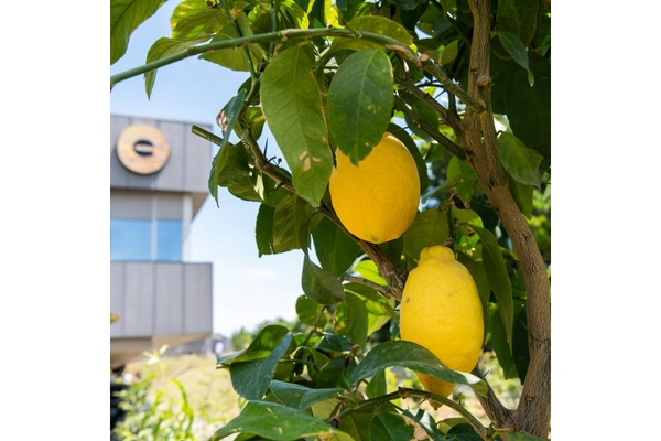 Image Lemons hanging from a tree with Givaudans logo on a building behind the tree